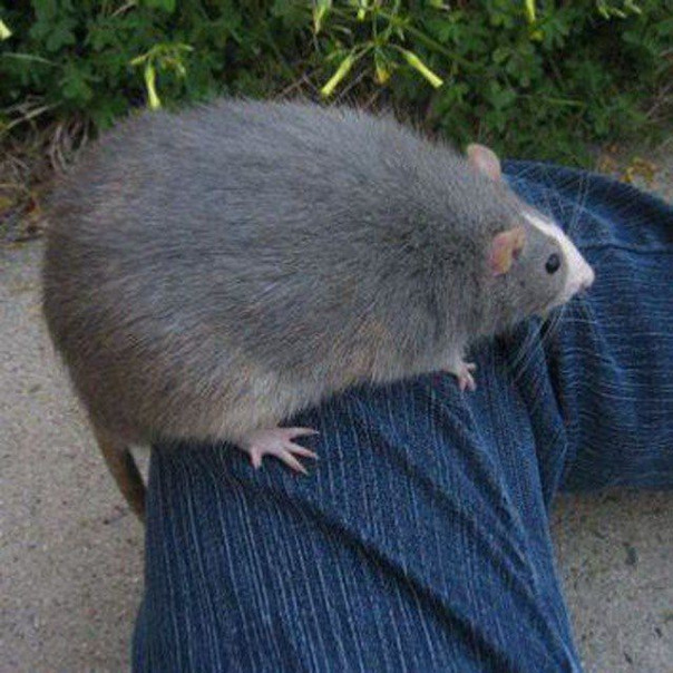 Зенусус Риба