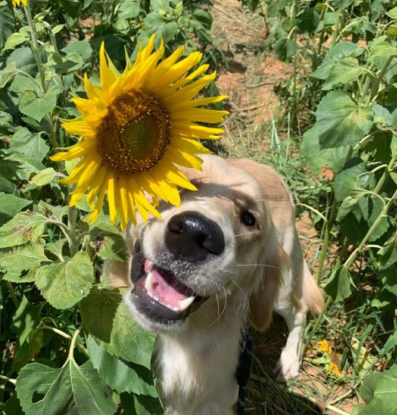 Вадим Боровски