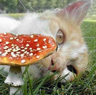 Марко Петрарка