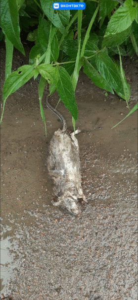 Фотографии со стены