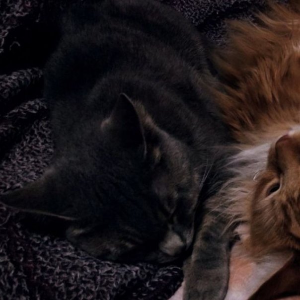 Александра Миллс