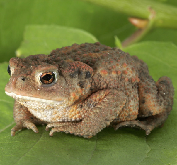 Кирилл Макаров