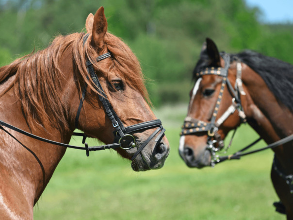 две лошадиные силы 
...
