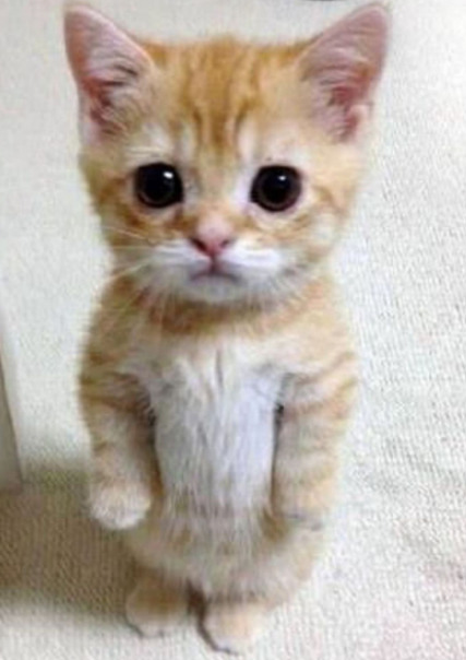 Софа Чайникова