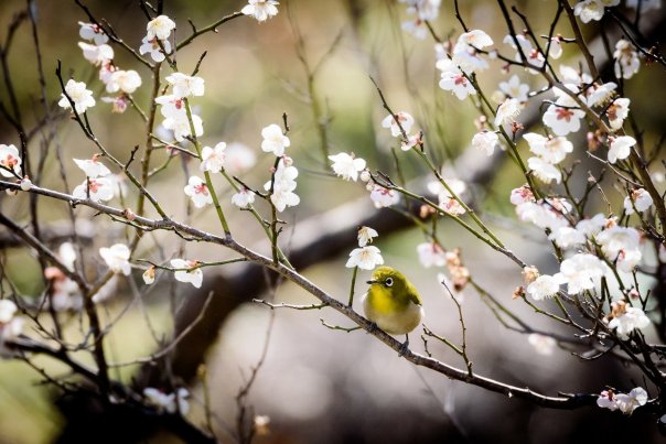 Дикая слива умэ цветет весной. Япони...