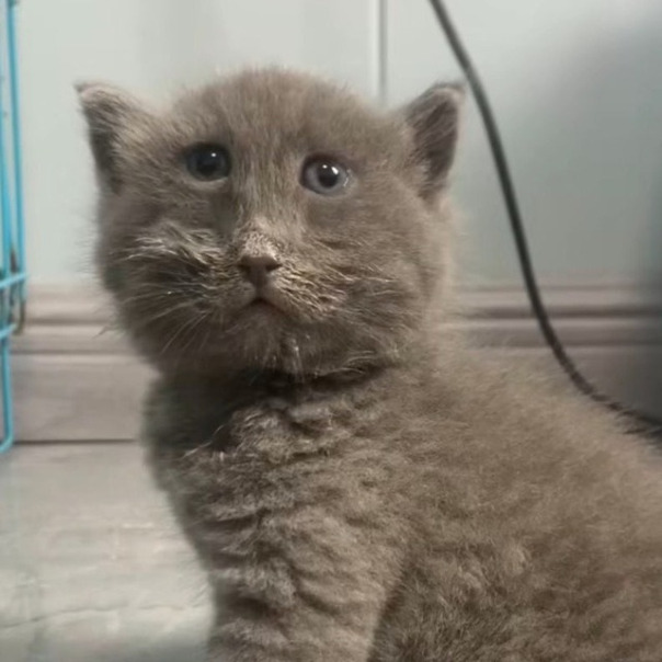 серый кошка пз пз пз