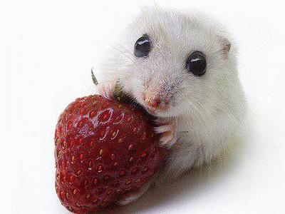 Хуесос Обыкновенный