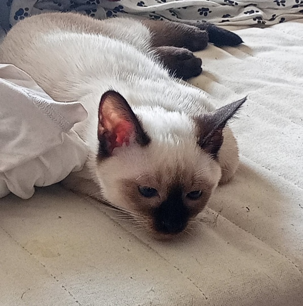 Филипп Катманн