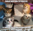 котики