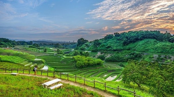 Так выглядит Япония в июне.
На поля...