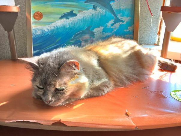 Моя киска 
^o^...