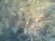 чечен аул гей.mp4