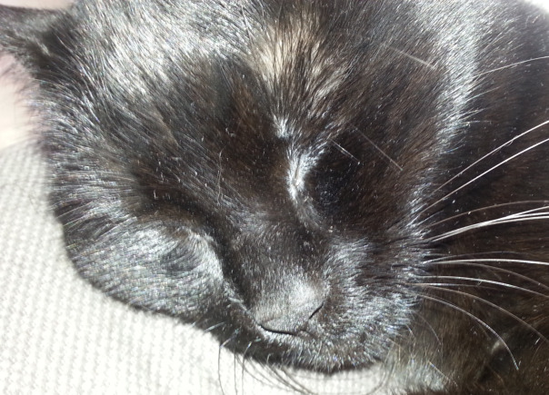 Давид Ивлев