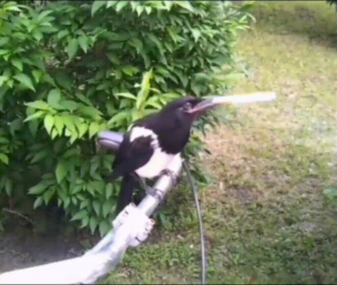 Крутая ворона сидит и курит