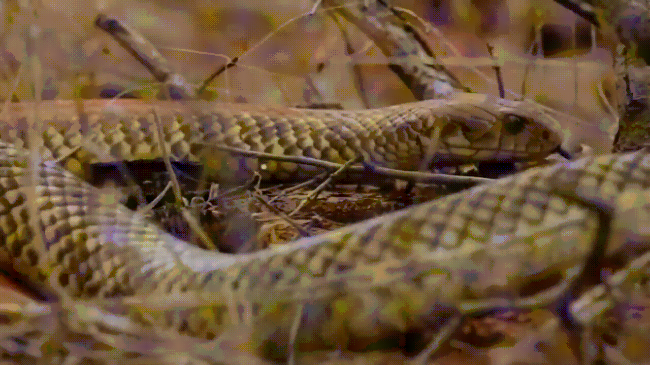 📺 Самые ядовитые змеи в мире
