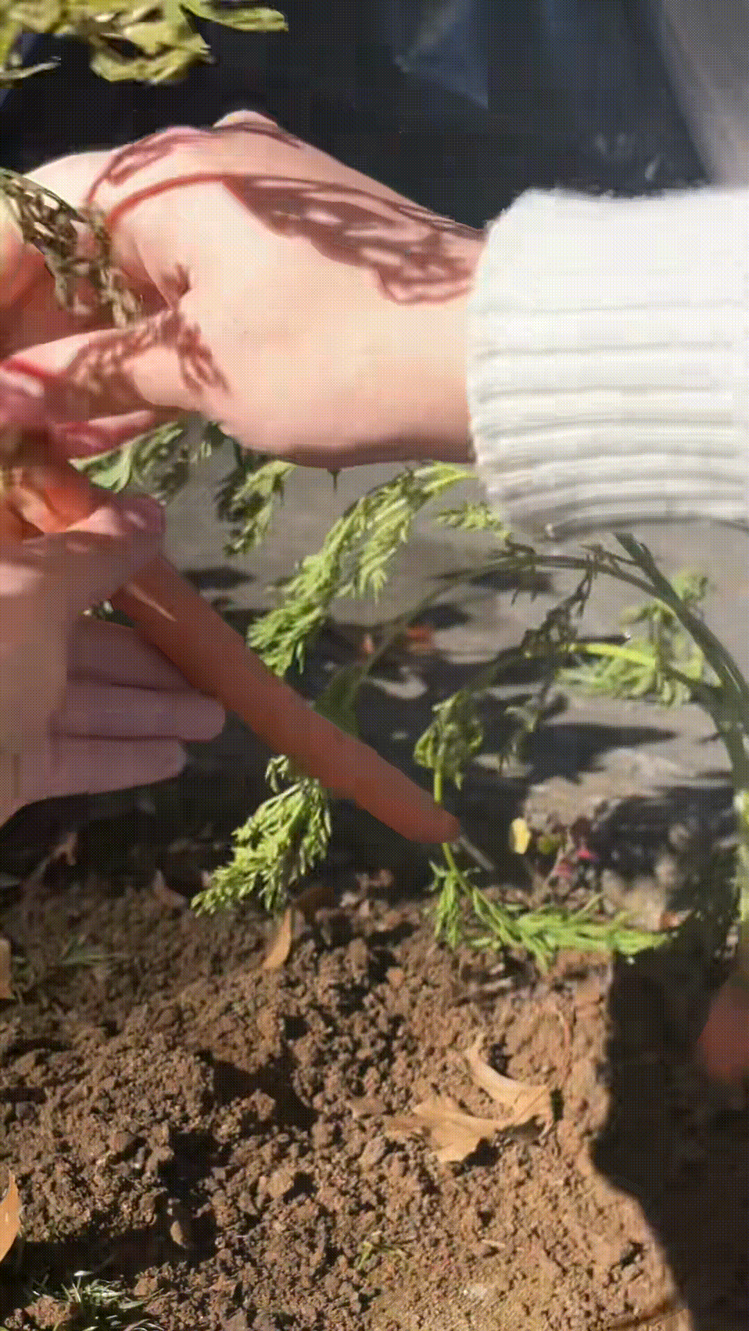 TikTok video #7293248826679364907 / Marisa Stole The Precious…