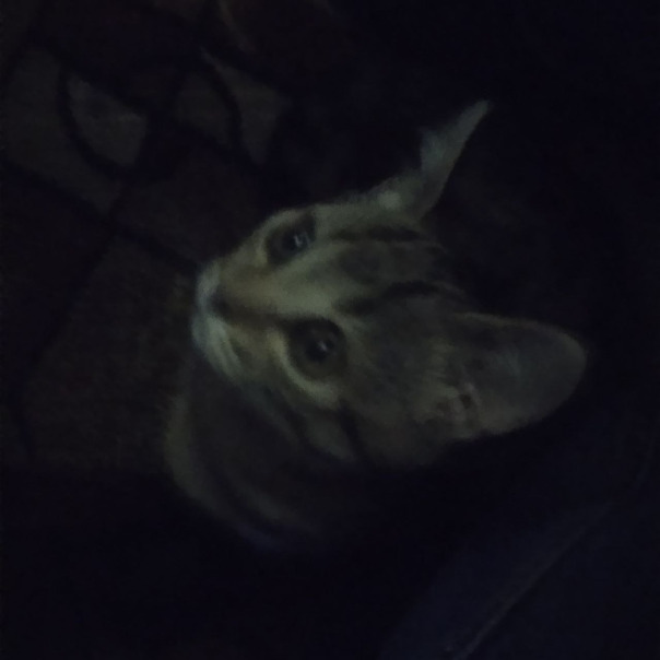 Александр Дегтярёв