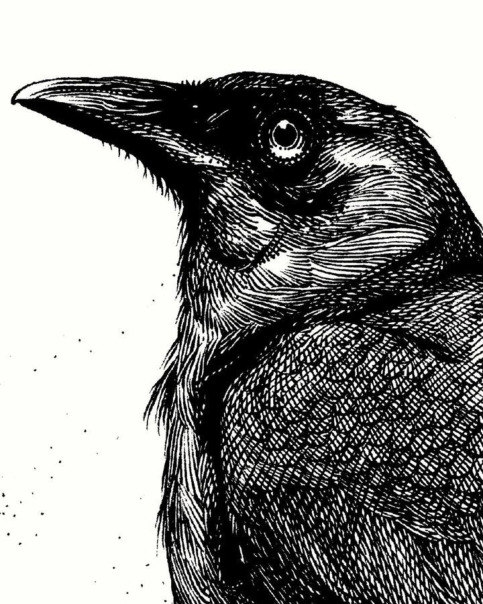 Ворон Воронячкович