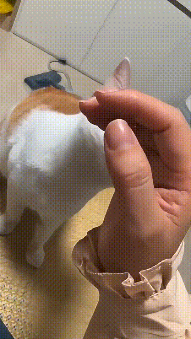 batch_c70cbfe0-a38c-4a37-8e6a-68e45d977ed2_0.mp4