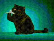 Танцующие Коты