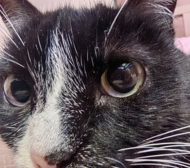 Фёдор Лойзов