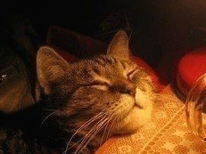 Иван Черницын