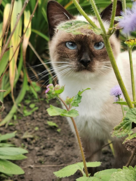 Кирилл Мяувич