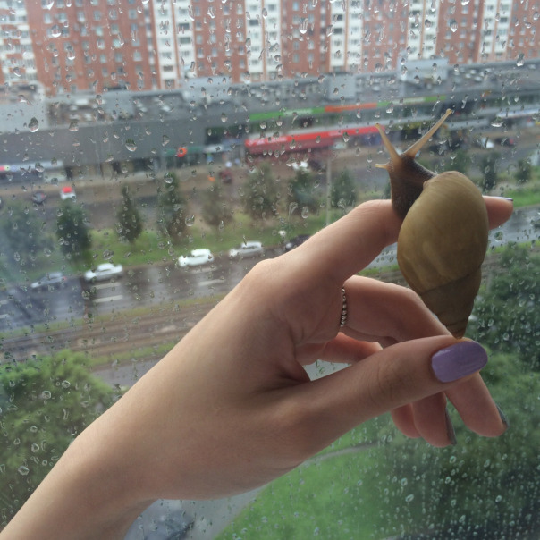 (фото из интернета)