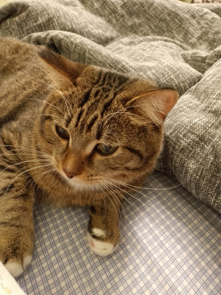 Маркис Иванович