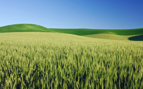 Profile backdrop (system)...